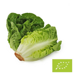 Mini verse Romaine sla BIO (ca. 0,40 kg)